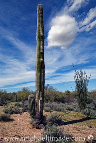 Young Spirit Saguaro 2
McDowell Mountain Preserve, Scottsdale, AZ. Young Spirit Saguaro 2
McDowell Mountain Preserve, Scottsdale, AZ.